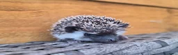 Pygmy Hedgehog rodents for sale: Female and male african pigmy hedgehogs - Advert 5