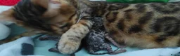 Bengal cats for sale: Stunning Bengal kittens for sale in Rugby - Advert 15