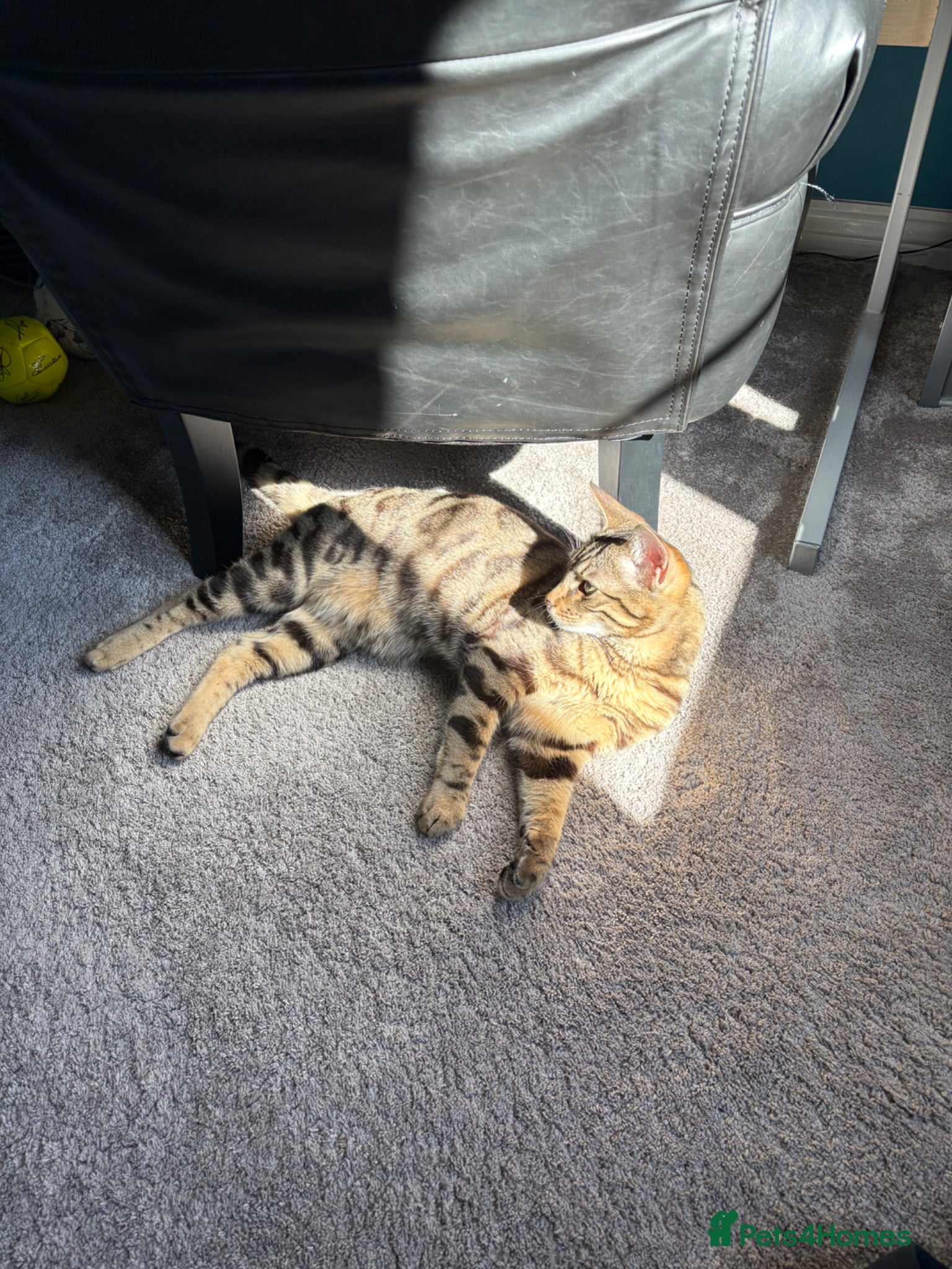 Mixed Breed cats Half Bengal-Frankie-1 available  - Advert 8