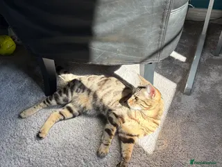 Mixed Breed cats Half Bengal-Frankie-1 available - Advert 8