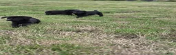 Labrador Retriever dogs for sale: 4 excellent labrador pups - Advert 3