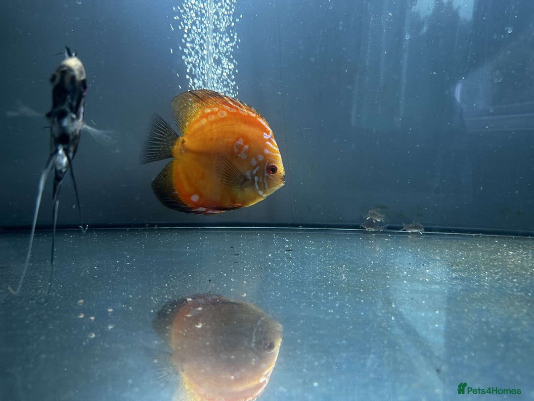 Discus fish for sale: 4 Discus and 4 angelfish  - Image 5