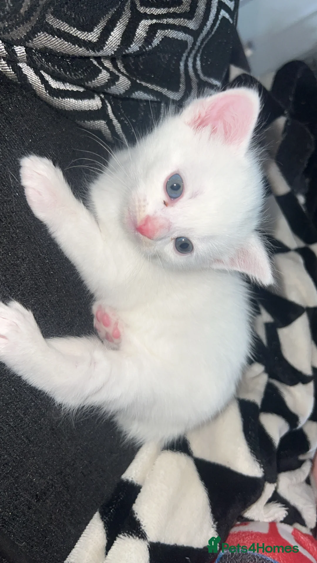 Turkish Angora cats for sale: Half Turkish angora kittens  - Advert 7