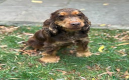 Cocker Spaniel dogs for sale: TRUE SHOW TYPE HEALTH TESTED SHOW TYPE  - Image 19
