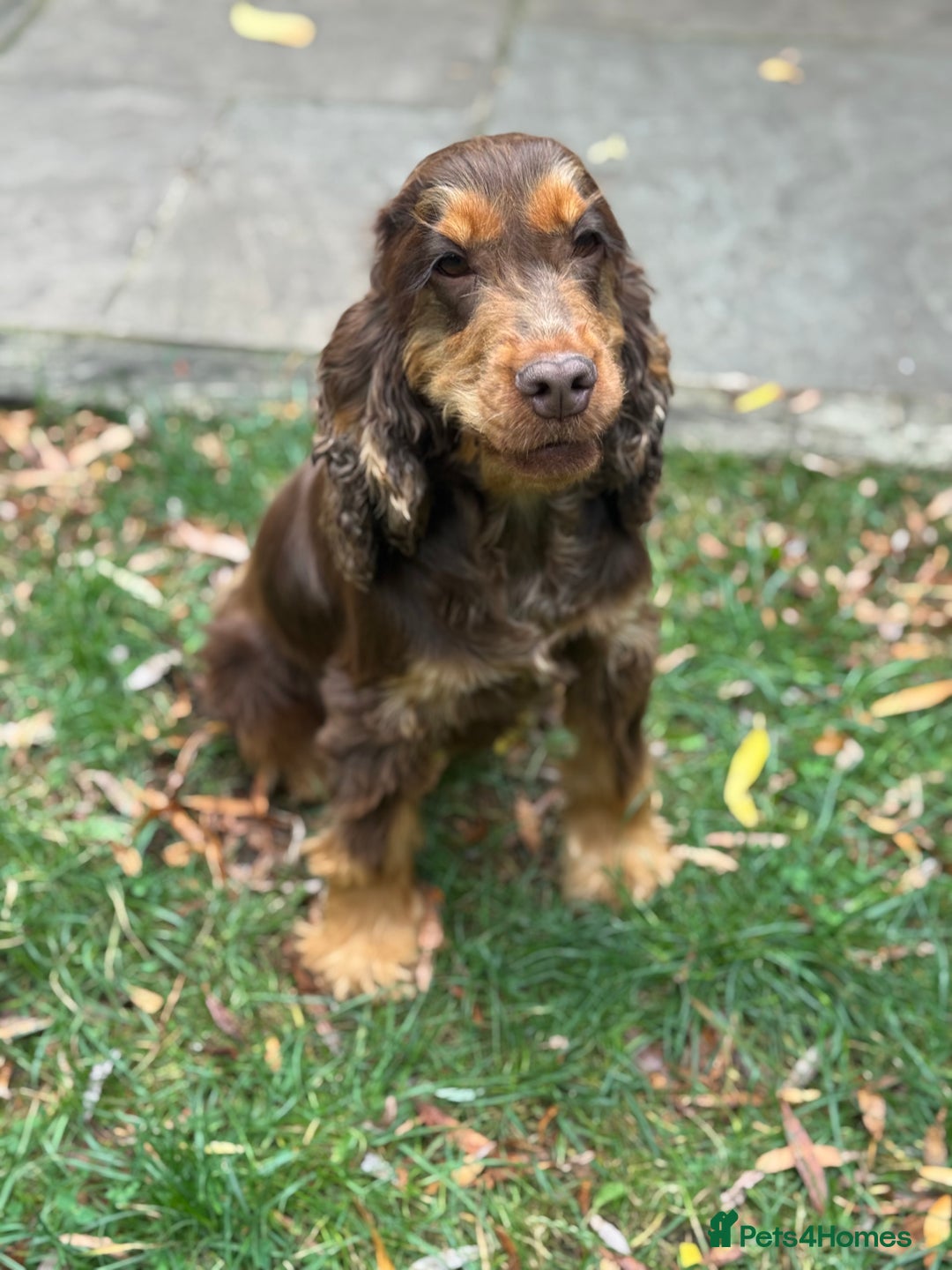 Cocker Spaniel dogs for sale: TRUE SHOW TYPE HEALTH TESTED SHOW TYPE  - Image 19