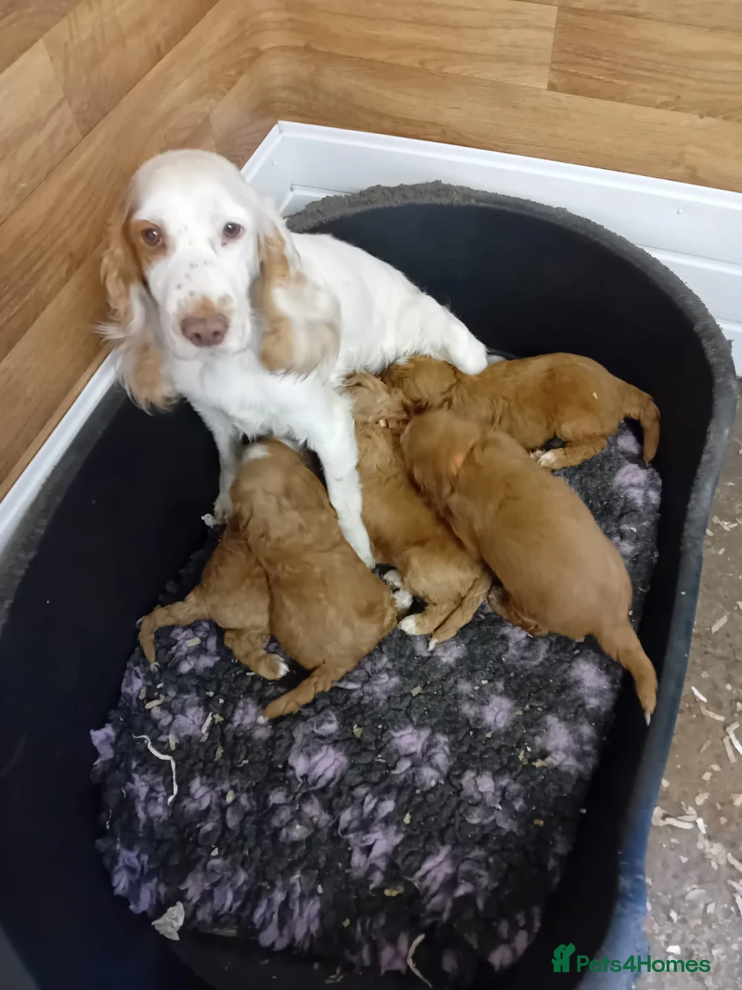 Cockapoo dogs for sale: Health tested F1 Cockapoo puppies  - Advert 1