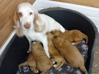 Cockapoo dogs Health tested F1 Cockapoo puppies - Advert 1