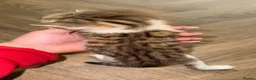 Mixed Breed cats for sale: 4 stunning kittens with unique markings for sale - Advert 10