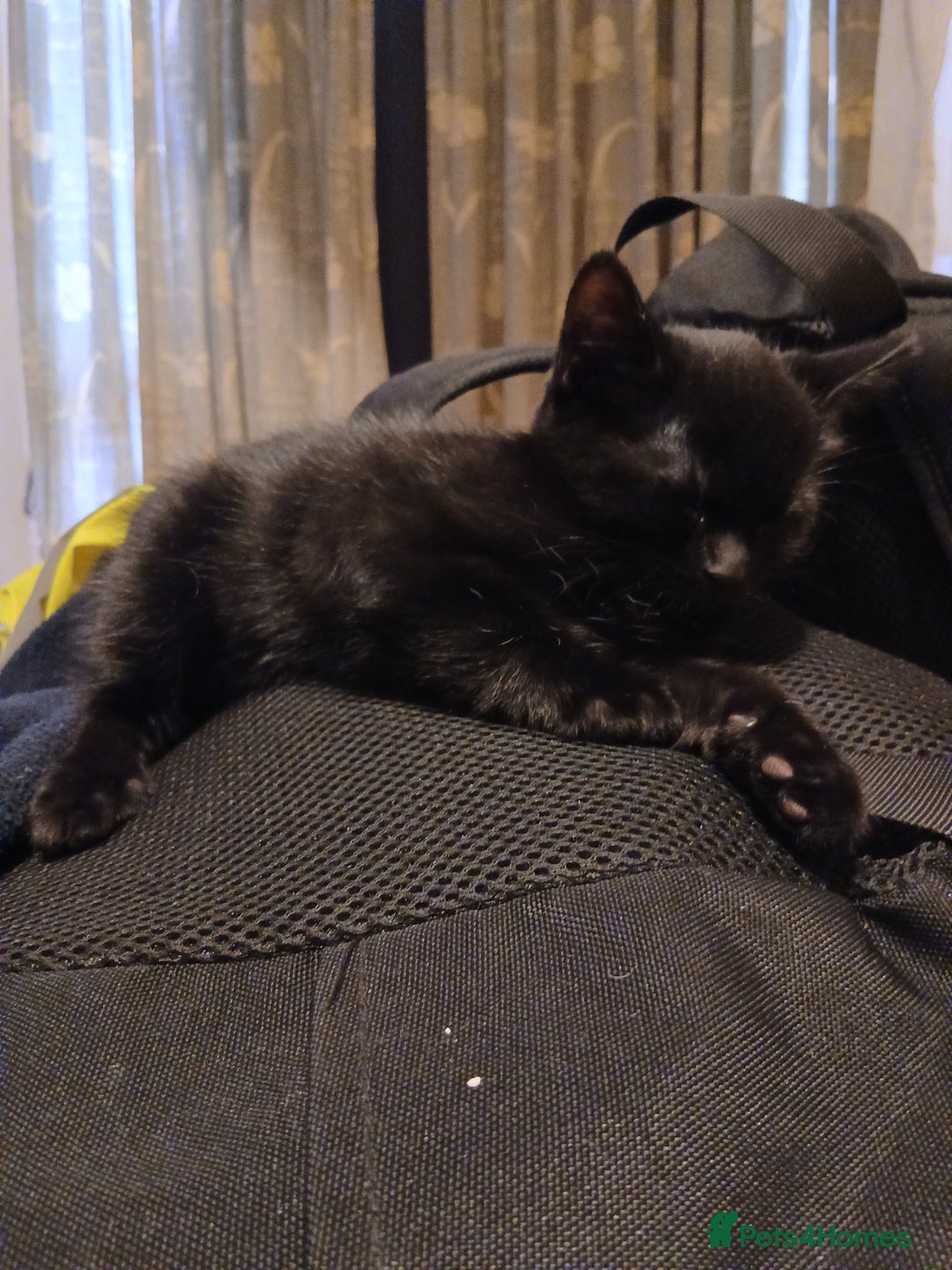 Mixed Breed cats for sale: Kittens for sale - Advert 6