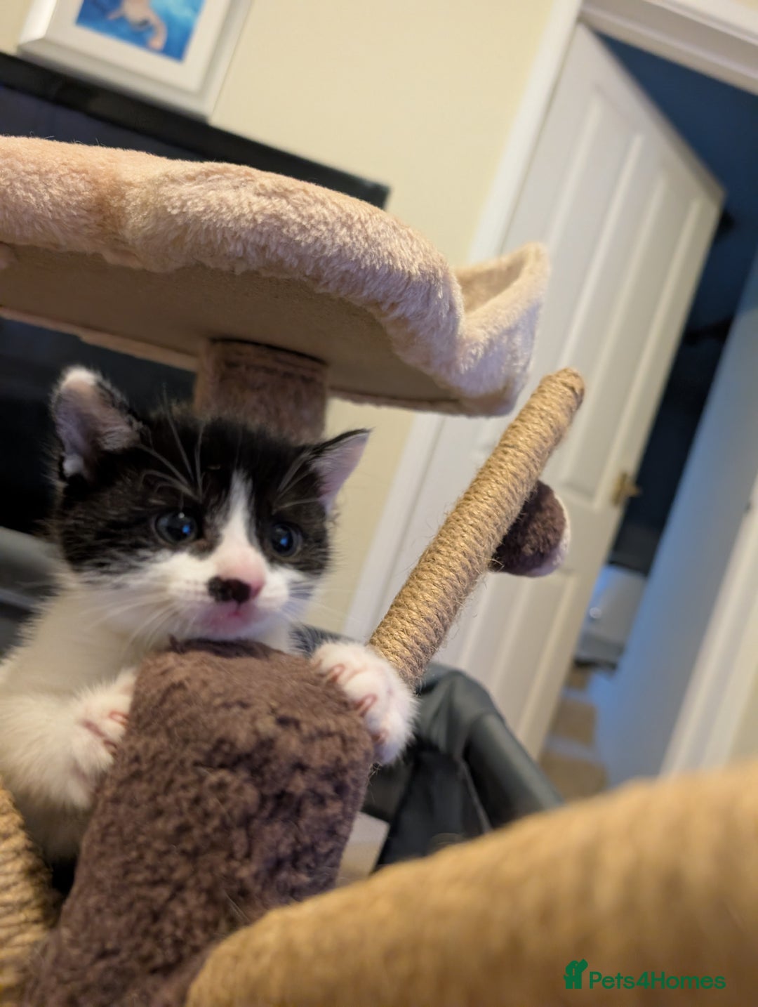 Mixed Breed cats for sale: Kittens - Advert 8