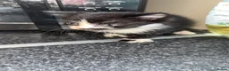 Mixed Breed cats for sale: Cute kittens  - Advert 5