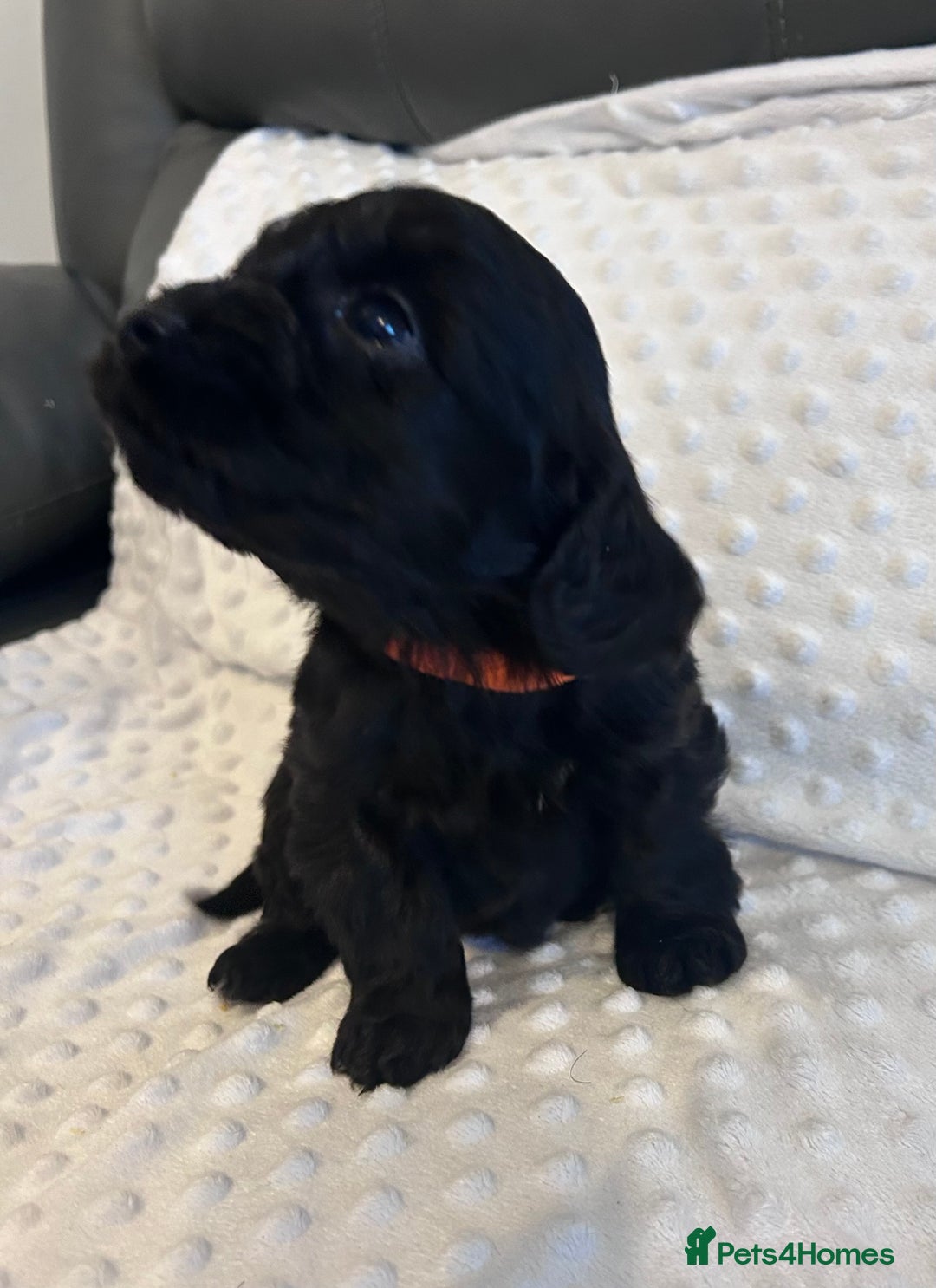 Cockapoo dogs for sale: Cockapoo puppies  - Advert 4