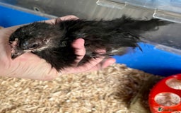 Chickens poultry for sale: 2 Silkied Seramas  - Image 3