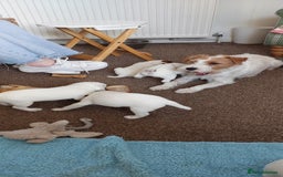 Parson Russell dogs for sale: Parson Russell Terrier Puppies for sale - Image 3