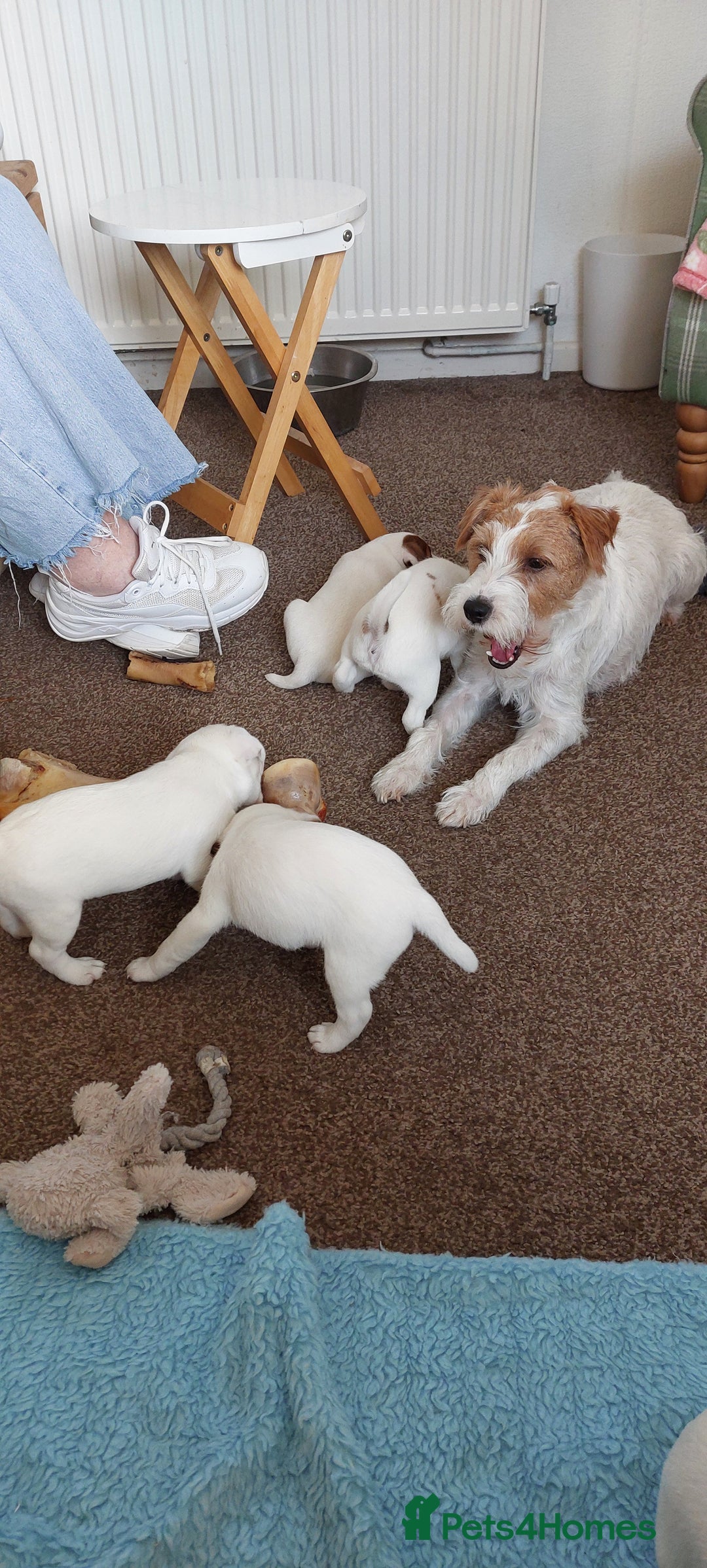 Parson Russell dogs for sale: Parson Russell Terrier Puppies for sale - Image 3