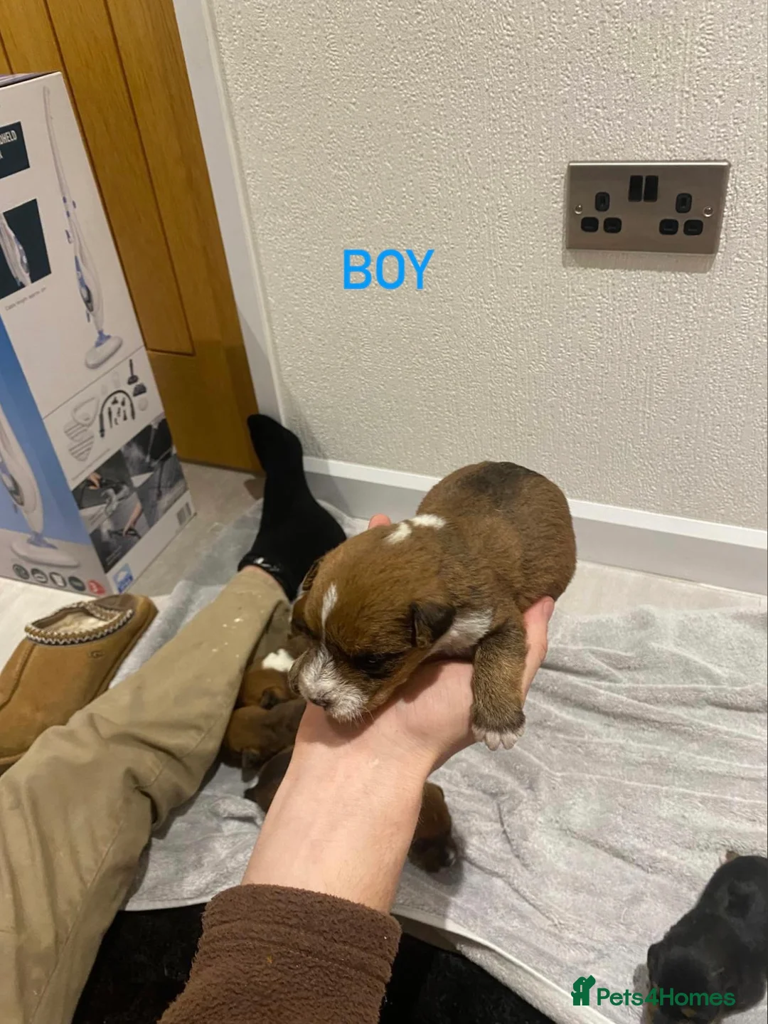 Mixed Breed dogs for sale: Lakeland x Jack Russell - Advert 6