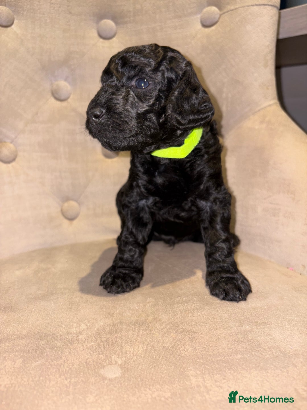 Cockapoo dogs for sale: Beautiful litter of 10 Cockapoo pups  - Advert 19