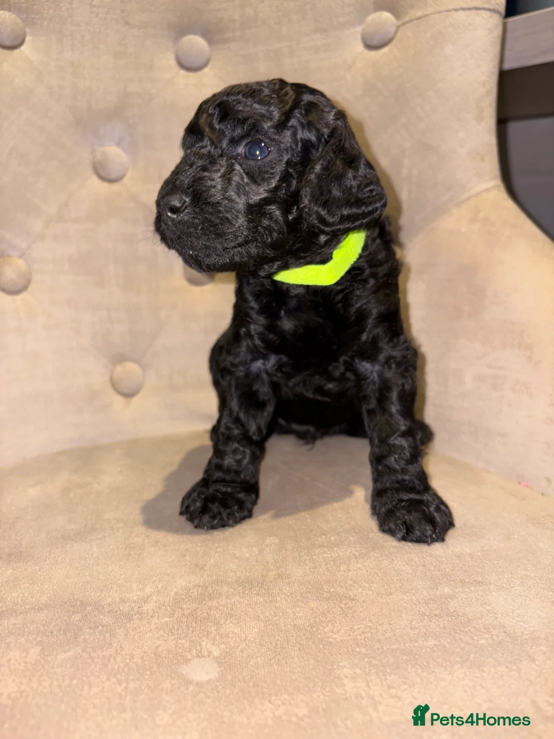 Cockapoo dogs for sale: Beautiful litter of 10 Cockapoo pups  - Advert 19