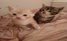 Maine Coon cats for sale: Mainecoon kittens  - Image 3