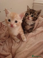 Maine Coon cats - Advert 1