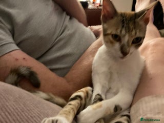 Mixed Breed cats PUDDING- FUN GIRL THAT LIVES ENTERTAINING HER MUM - Advert 2