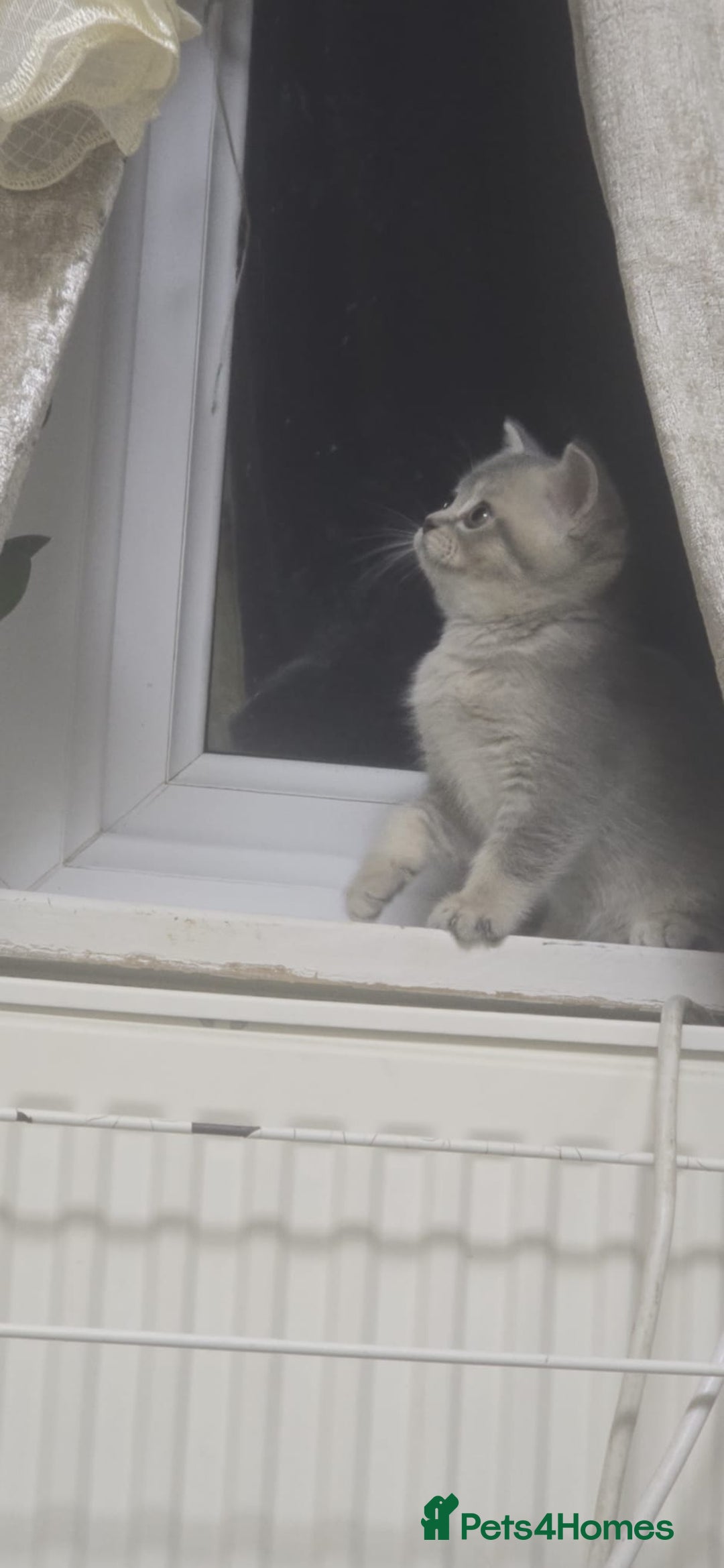 Scottish Fold cats for sale: Ready to leave cute kittens  - Image 8
