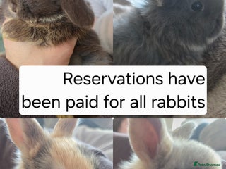 Mini Lop rabbits Reservations have been paid for all rabbits - Advert 10