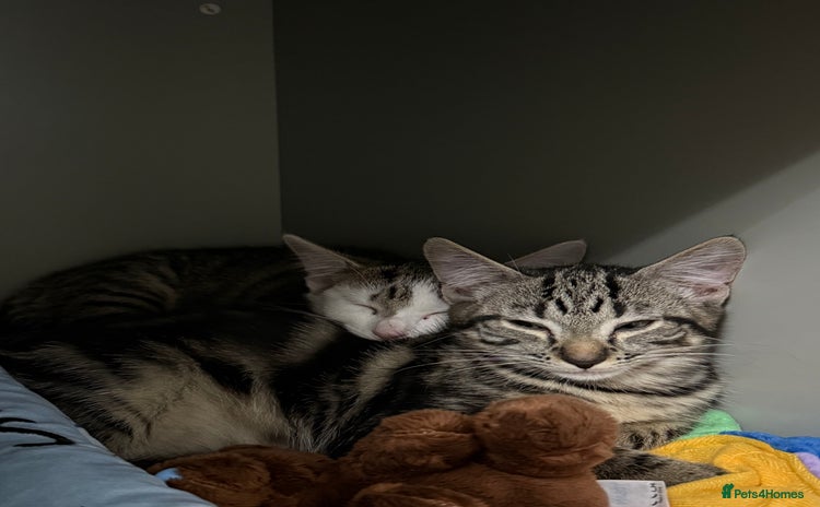 British Shorthair cats for sale - Advert 1