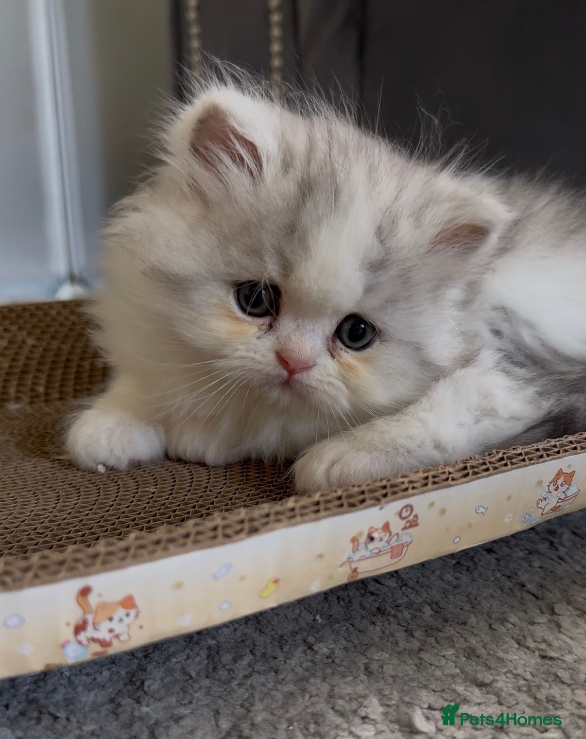 Persian cats for sale: Persian doll face kittens - Advert 17