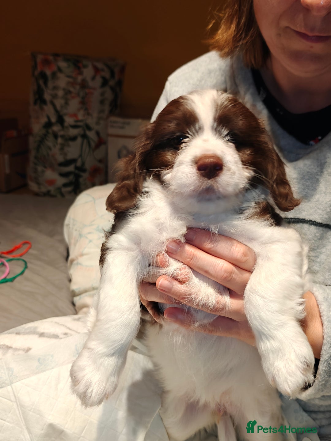 Sproodle dogs for sale: English springer spaniel& sproodle mix - Advert 6