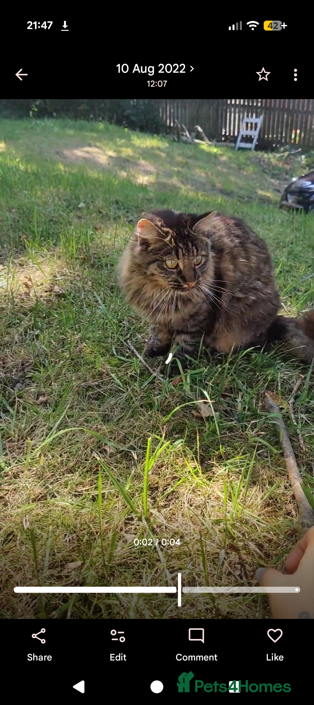 Mixed Breed cats for sale: Loving cat looking for a new home  - Advert 1