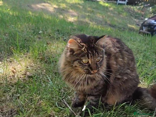 Mixed Breed cats Loving cat looking for a new home - Advert 1