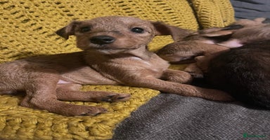 Lakeland Terrier dogs - Advert 3