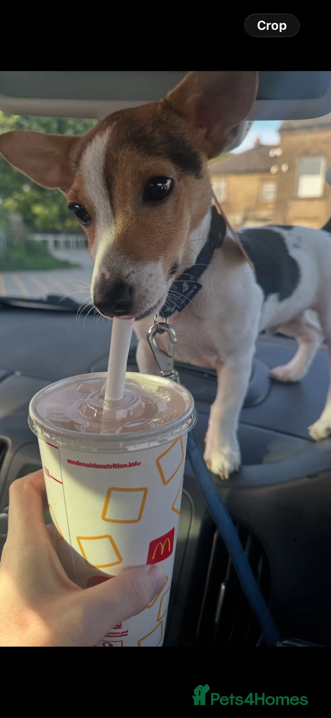 Jack Russell dogs for sale: Jack Russel puppy  in Bradford - Advert 2