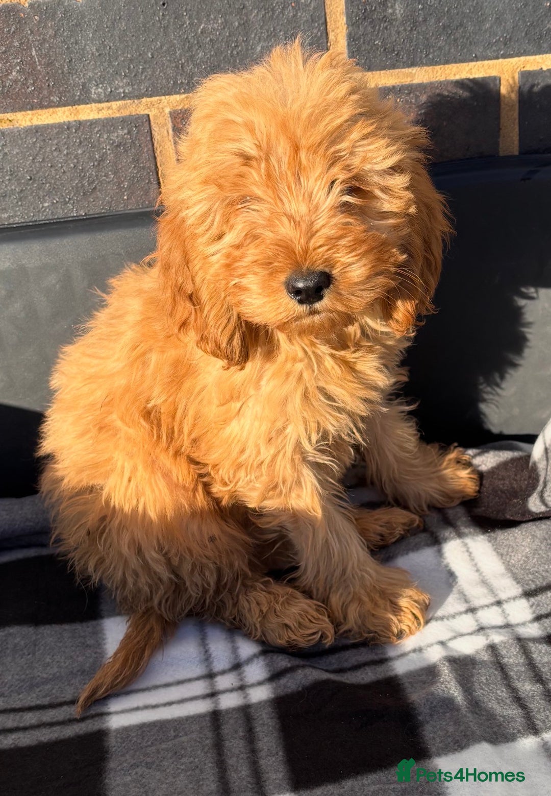 Cockapoo dogs for sale: Beautiful gold Cockapoo puppies - Advert 18