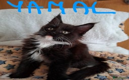 Maine Coon cats for sale: Gorgeous Maine Coon Kittens-Champion Bloodlines - Image 5