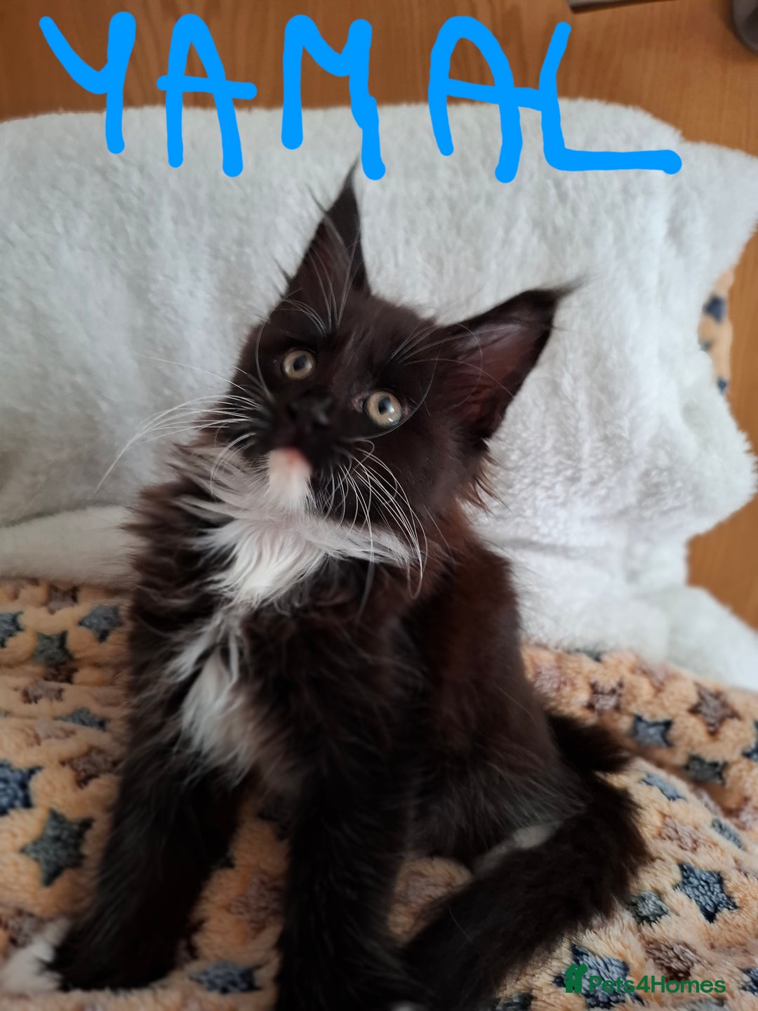 Maine Coon cats for sale: Gorgeous Maine Coon Kittens-Champion Bloodlines - Image 5
