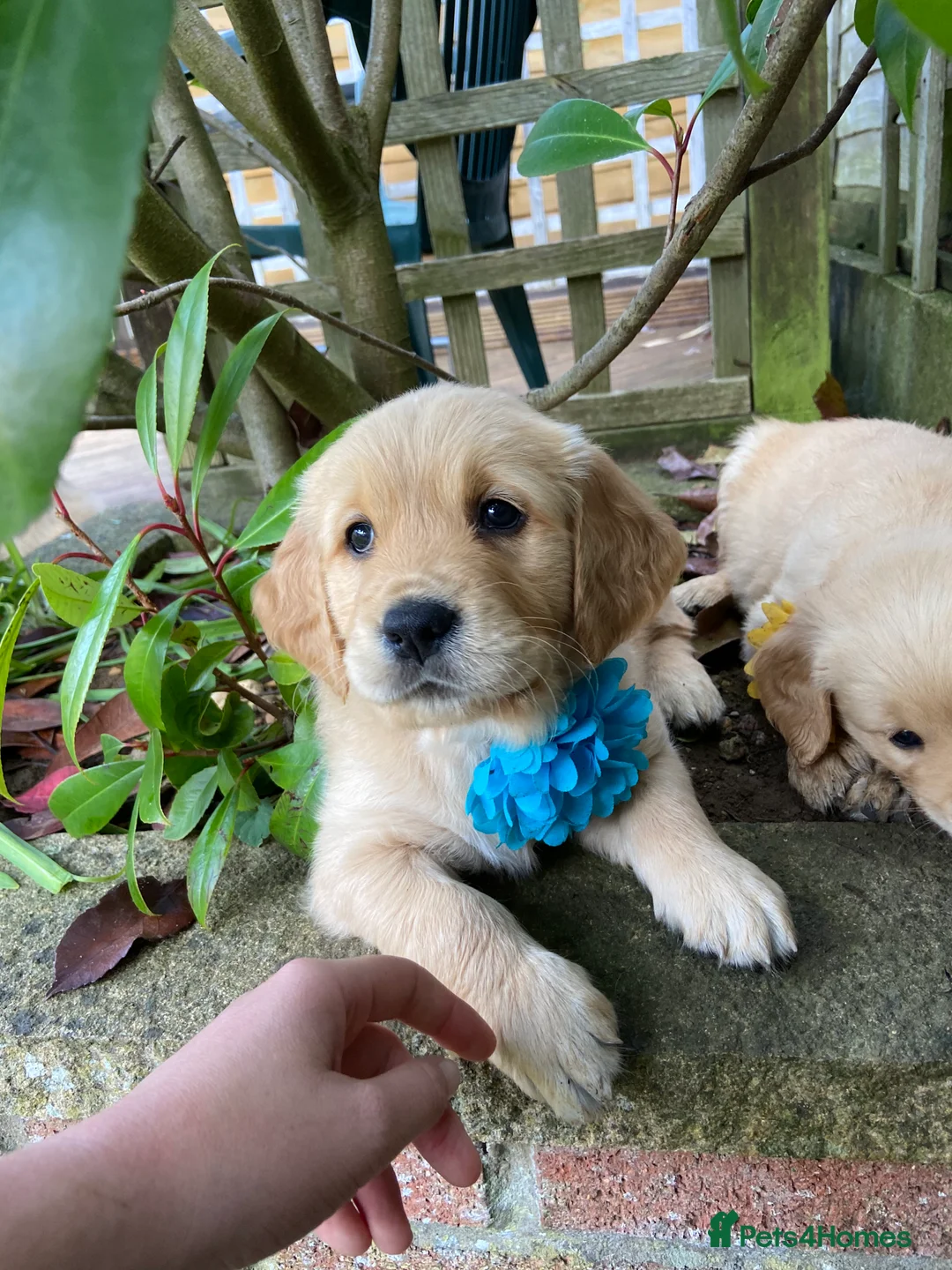 Golden Retriever dogs for stud: Health Tested Proven Golden Retriever Stud in Reading - Advert 8