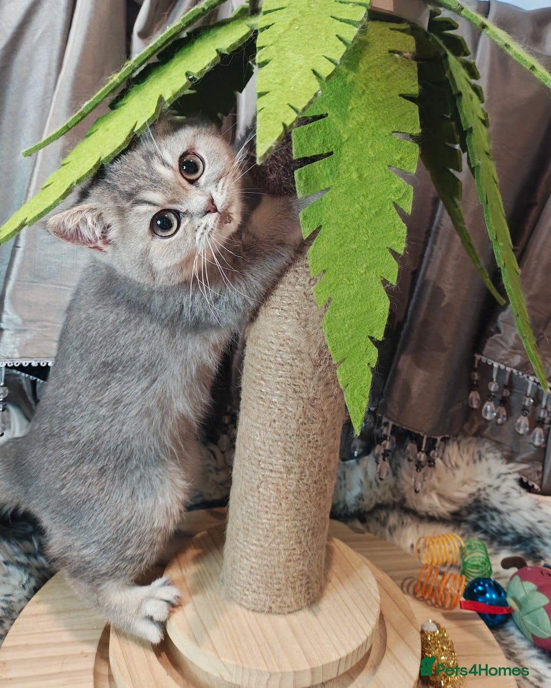 British Shorthair cats for sale: Blue golden female, TICA registered  - Advert 8