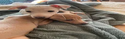 Italian Greyhound dogs for sale: Gorgeous KC Italian Greyhound Boys - Advert 13