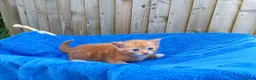 Mixed Breed cats for sale: Kittens for new homes in Ilminster - Advert 12
