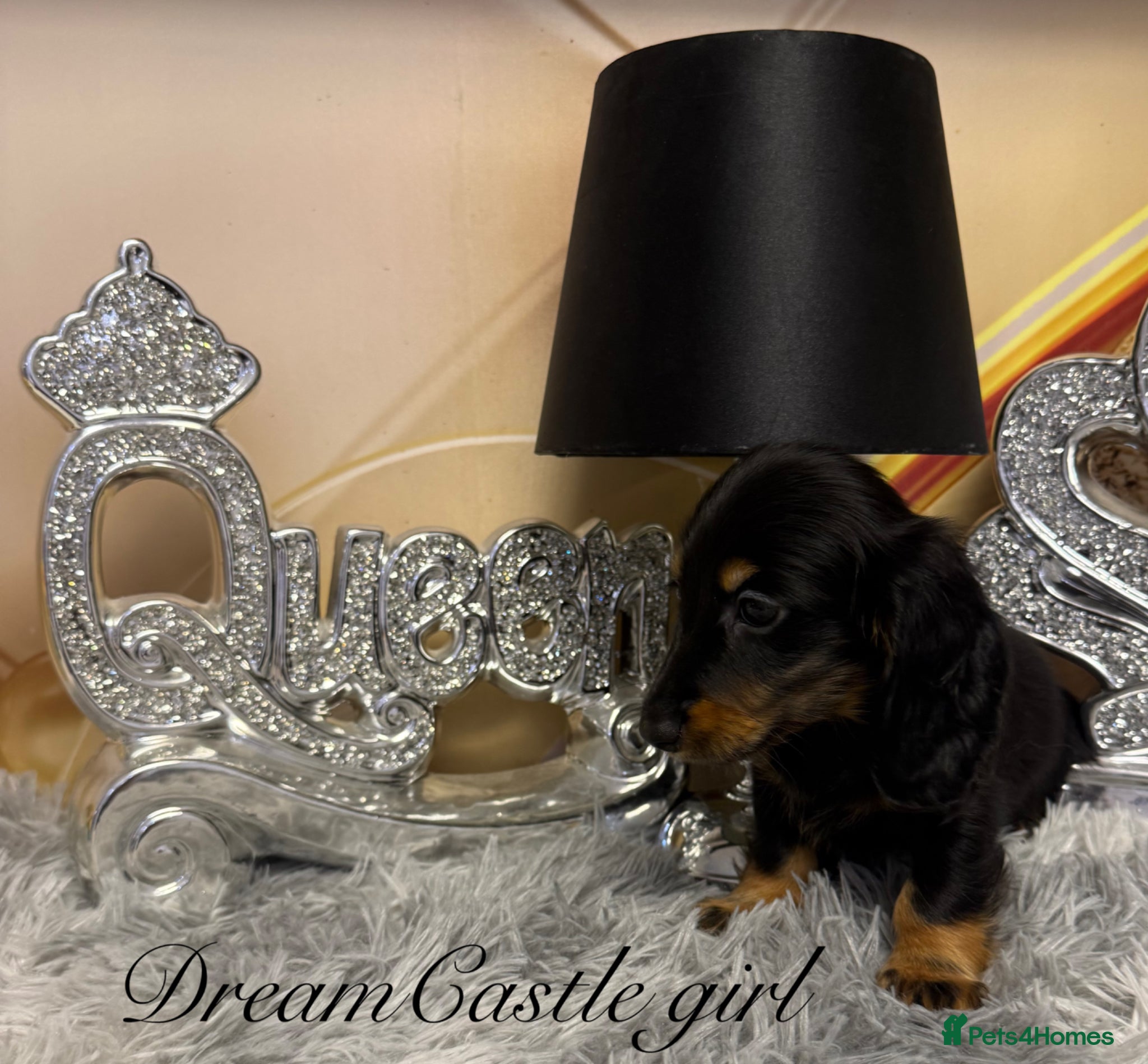 Miniature Dachshund dogs KC reg ready now long coat puppies  - Advert 2