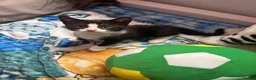 Mixed Breed cats for sale: Adorable kittens looking for forever home  in London - Advert 6