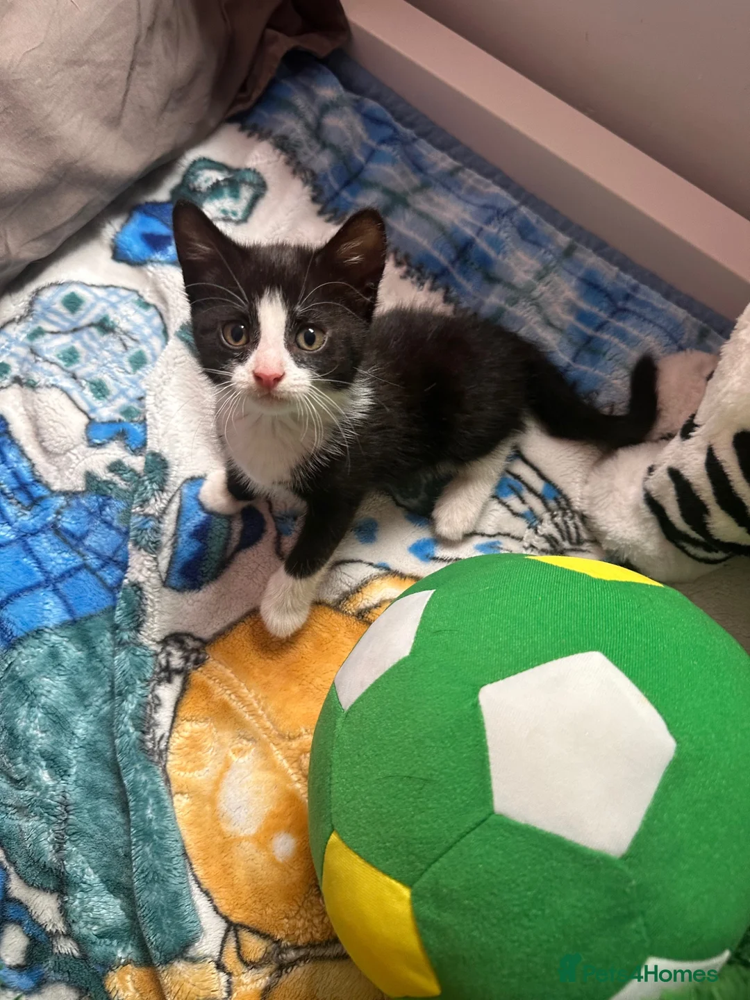 Mixed Breed cats for sale: Adorable kittens looking for forever home  in London - Advert 6