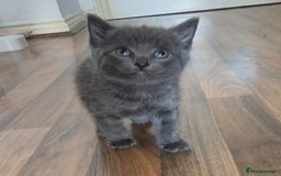 Ragdoll cats for sale: Randoll X Kittens - Image 9