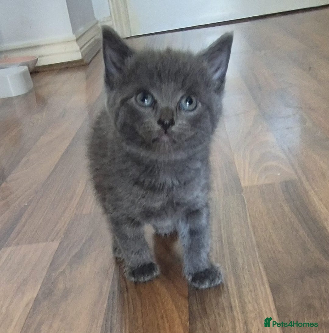 Ragdoll cats for sale: Randoll X Kittens - Image 9