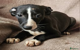 Whippet dogs for sale: **Ready now**KC HEART AND HEALTH TESTED WHIPPETS - Image 6