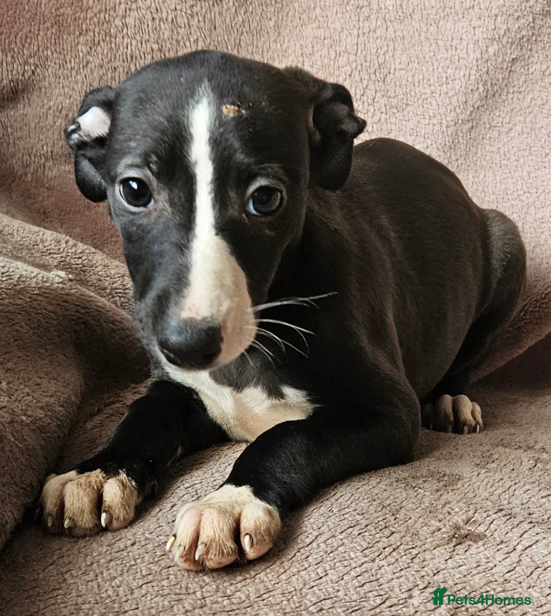 Whippet dogs for sale: **Ready now**KC HEART AND HEALTH TESTED WHIPPETS - Image 6