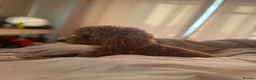 Maltipoo dogs for sale: Maltipoo puppies  - Advert 7