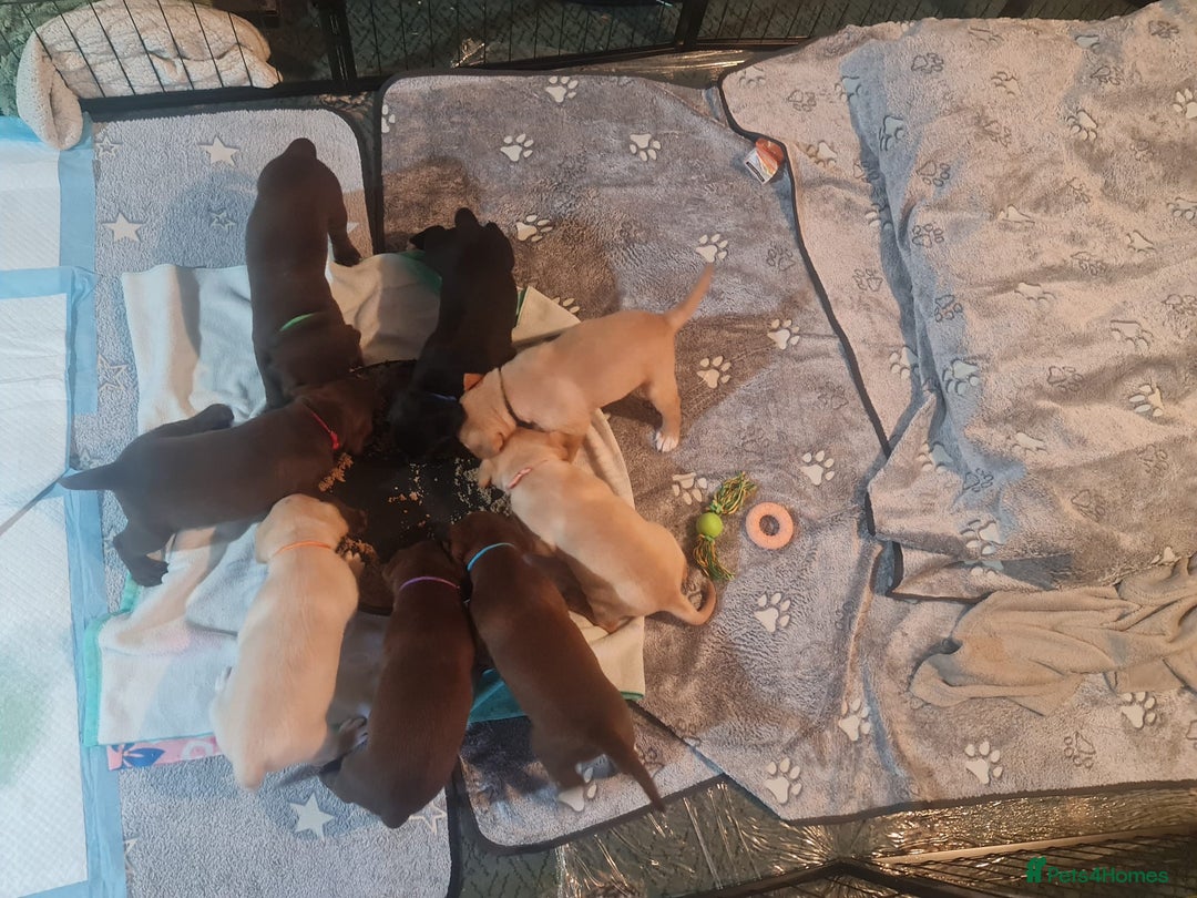 Labrador Retriever dogs for sale: Beautiful Labrador Puppies - Advert 4